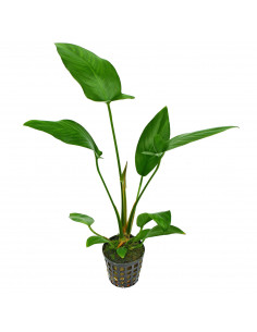 ANUBIAS HASTIFOLIA