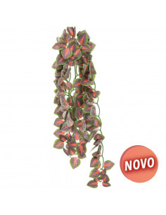 PLANTA PARA TERRÁRIO : FOLIUM PERILAE