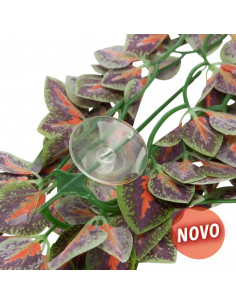 PLANTA PARA TERRÁRIO : FOLIUM PERILAE 2