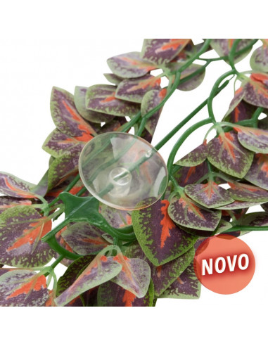 PLANTA PARA TERRÁRIO : FOLIUM PERILAE