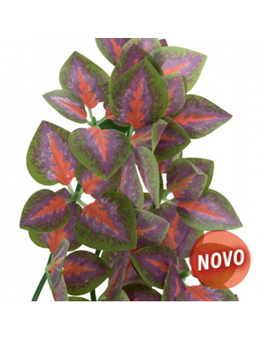 PLANTA PARA TERRÁRIO : FOLIUM PERILAE