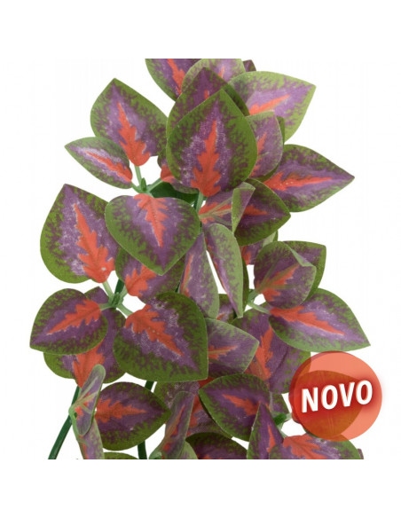 PLANTA PARA TERRÁRIO : FOLIUM PERILAE