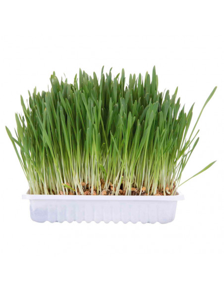 ERVA GATEIRA C/ TABULEIRO - 100 GR