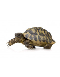 TARTARUGA MEDITERRÂNEA
