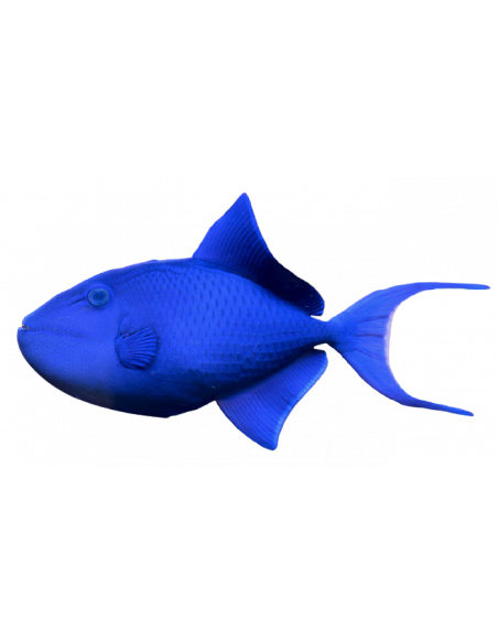 PEIXE PORCO, 5 - 8 CM