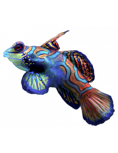 PEIXE MANDARIM, 3 - 4 CM