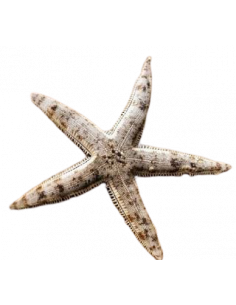 ESTRELA DA AREIA, 6 - 10 CM