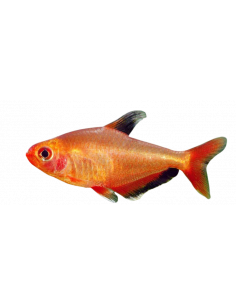 TETRA FANTASMA VERMELHO, 1 - 2 CM