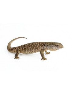 VARANO DA SAVANA, 30 cm