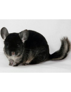 CHINCHILLA EBONY