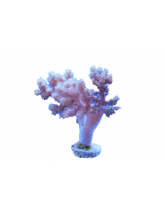 CAPNELLA IMBRICATA, 5 CM