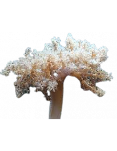 CAPNELLA IMBRICATA, 10 CM