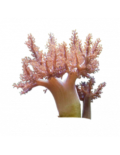 CAPNELLA IMBRICATA, 15 CM