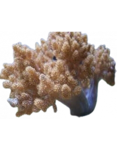 CAPNELLA IMBRICATA, 20 - 30 CM