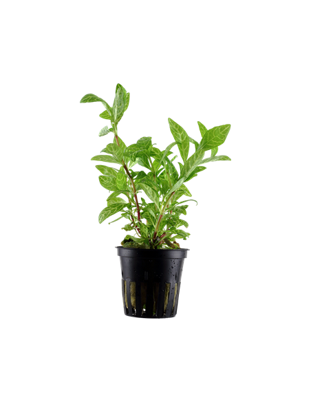 HYGROPHILA POLYSPERMA