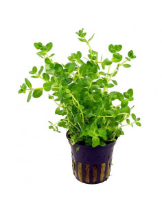 LIMNOPHILA SP. 'VIETNAM MINI'