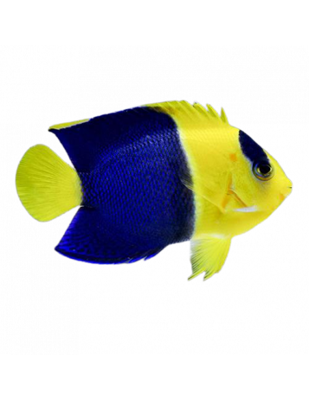 ANJO BICOLOR, 5 CM