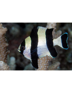 DONZELA DE CAUDA PRETA, 3 - 4 CM