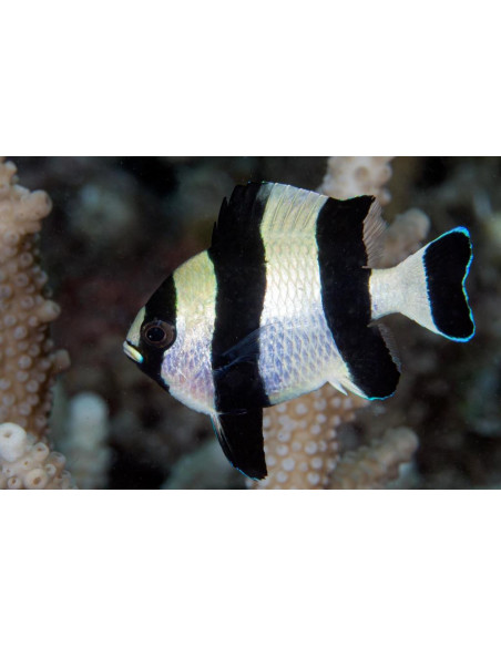 DONZELA DE CAUDA PRETA, 3 - 4 CM