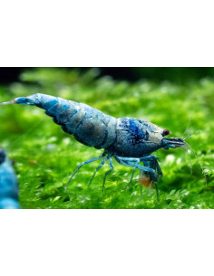 CAMARÃO CARIDINA LONGEMANNI 'TAIWAN BLUE BOLT'
