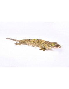 GECKO DE QUATRO GARRAS
