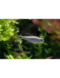TETRA DOURADO, 2 - 3 CM