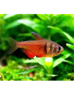 TETRA FOGO,  2.5 CM