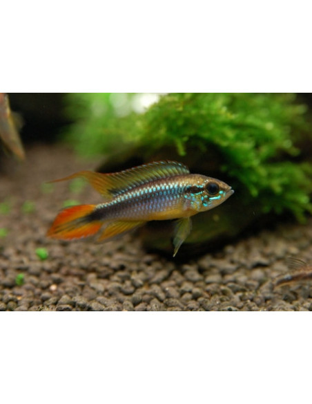 CICLÍDEO ANÃO AGASSIZI, 4 - 5cm