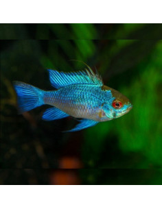 RAMIREZI AZUL ELÉCTRICO, 3 - 4 CM