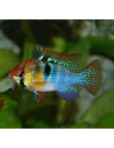 RAMIREZI 'GERMAN BLUE', 3 - 3.5 CM