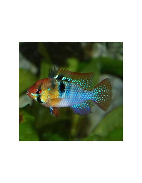 RAMIREZI 'GERMAN BLUE', 3 - 3.5 CM