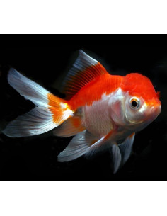 ORANDA VERMELHO E BRANCO, 4 - 5 CM