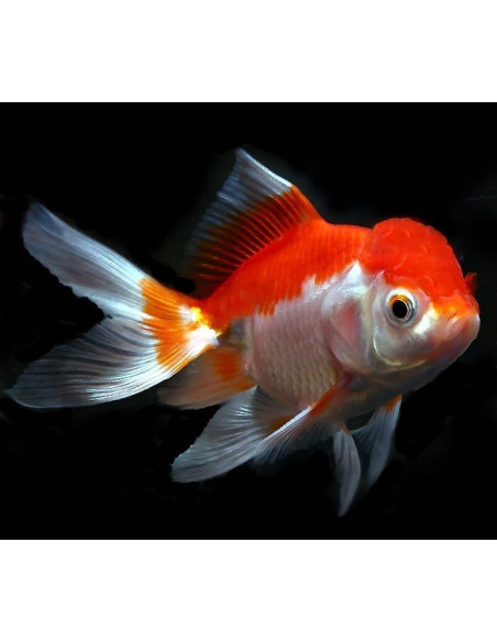 ORANDA VERMELHO E BRANCO, 4 - 5 CM