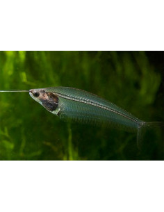 PEIXE GATO VIDRO, 4 - 5 CM
