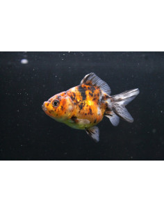 ORANDA CALICO, 4 - 5 CM
