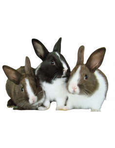 COELHO MINI HOLANDÊS