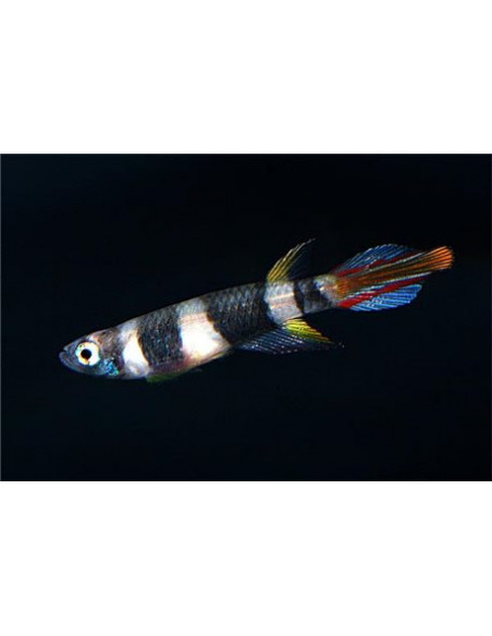 KILLIE (EPIPLATYS ANNULATUS)