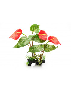 PLANTA DE PÉ, ANTHURIUM ROUGE, 32 CM
