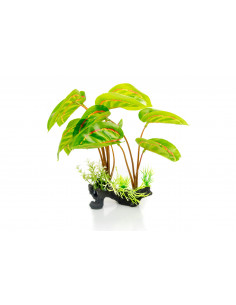 PLANTA DE PÉ, MARANTA LEUCONEURA H, 30 CM