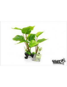 PLANTA DE PÉ, PHILODENDRON ERUBESCENS, 30 CM