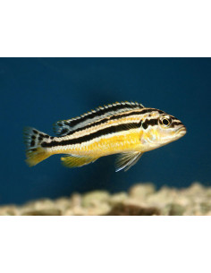 AURATUS, 3.5 - 4 CM