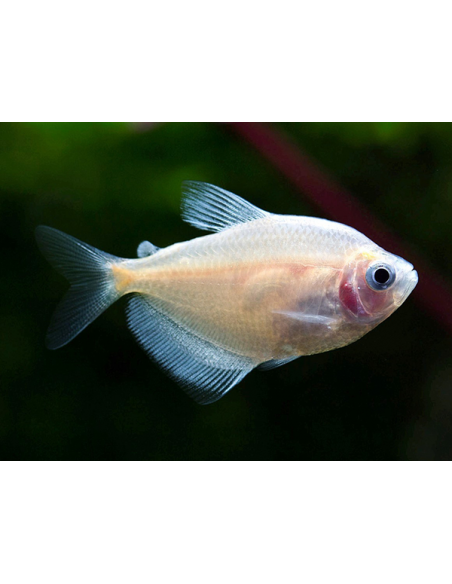 TETRA VIÚVA DOURADA, 3 - 3.5 CM