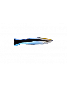 BODIÃO LIMPADOR, 7 - 8 CM