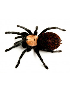 TARÂNTULA VERMELHA DOURADA MEXICANA, 1 CM