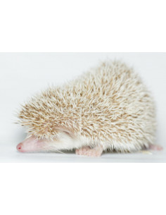 OURIÇO PIGMEU AFRICANO ALBINO