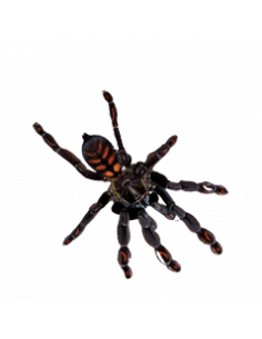 TARÂNTULA SUNTIGER, 1.5 CM