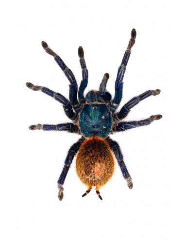 TARÂNTULA AZUL VERDE GBB, 1.5 CM