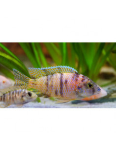 CICLÍDEO AULONOCARA CALICO, 4 - 5 CM