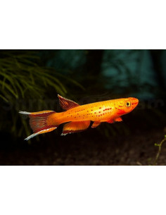 KILLI CAUDA DE LYRA, 3-4 CM
