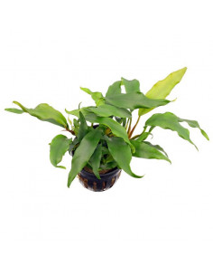 ANUBIAS BARTERI GLABRA